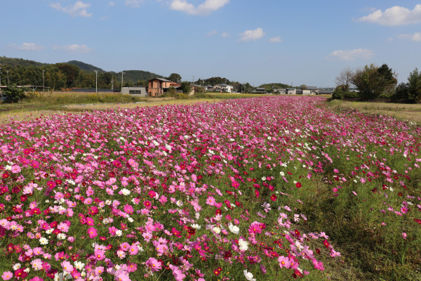 三疋田のコスモス畑