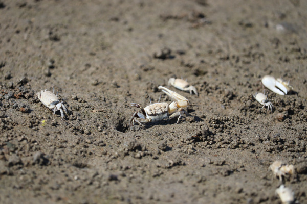 fiddler crabs in Onosatogawa River