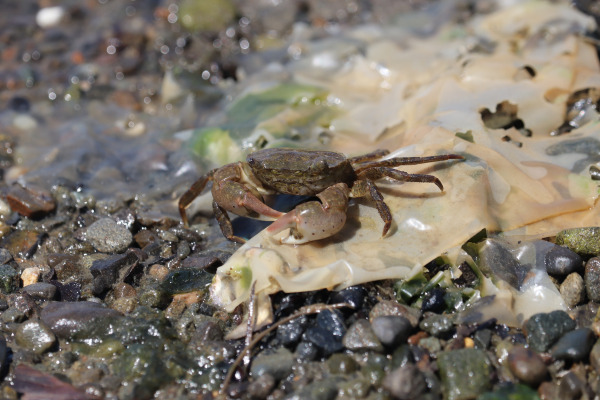 native species of crab in the Onosatogawa River
