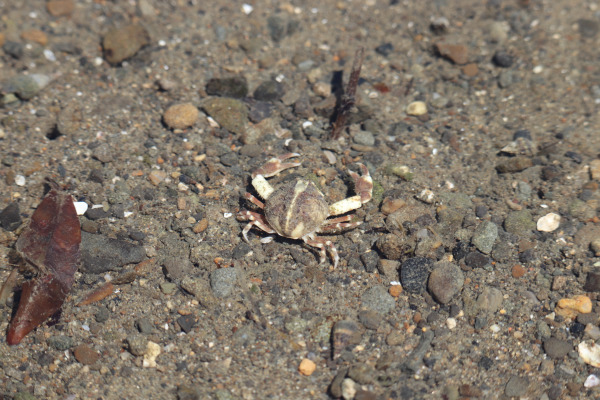 Native crab in the Onosatogawa River