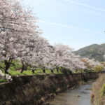 Yamanakadani: Osaka’s Secret Sakura Viewing Spot