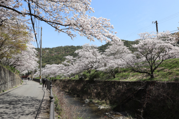 Yamanakadani in the spring