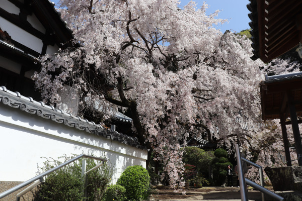 地福寺の桜