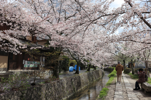 The Philosopher's Path in Kyoto during spring