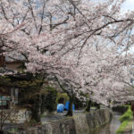 Philosopher’s Path: Kyoto’s Iconic Sakura Road
