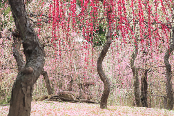 sea ood plum blossoms in Jonan-gu Shrine