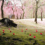 Jonan-gu: The Best Plum Blossoms in Kyoto