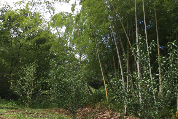 Symbolic peach trees at Yomotsu Hirasaka