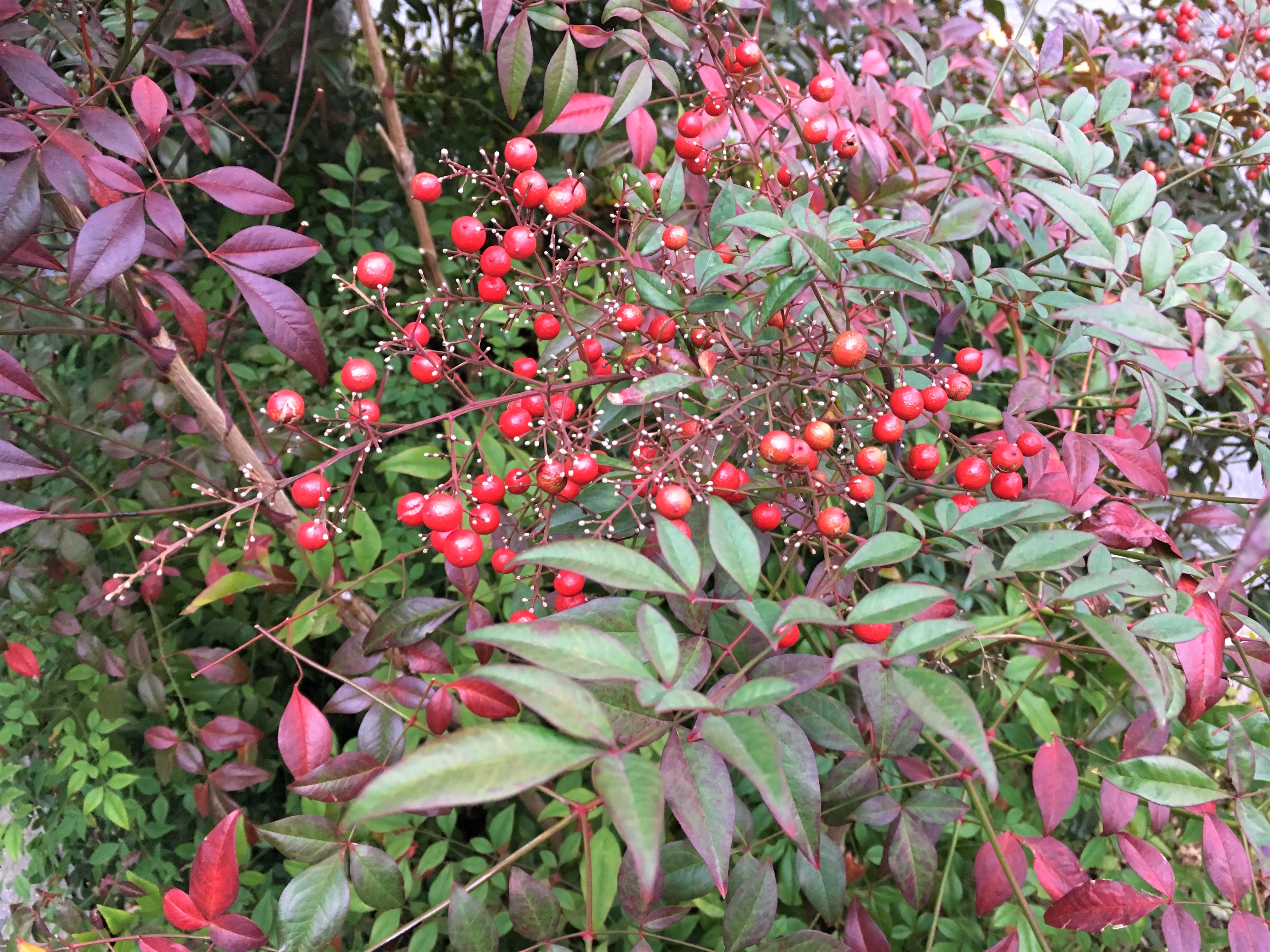green and purple leaf bush with red berries