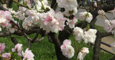 peach flower, or momo