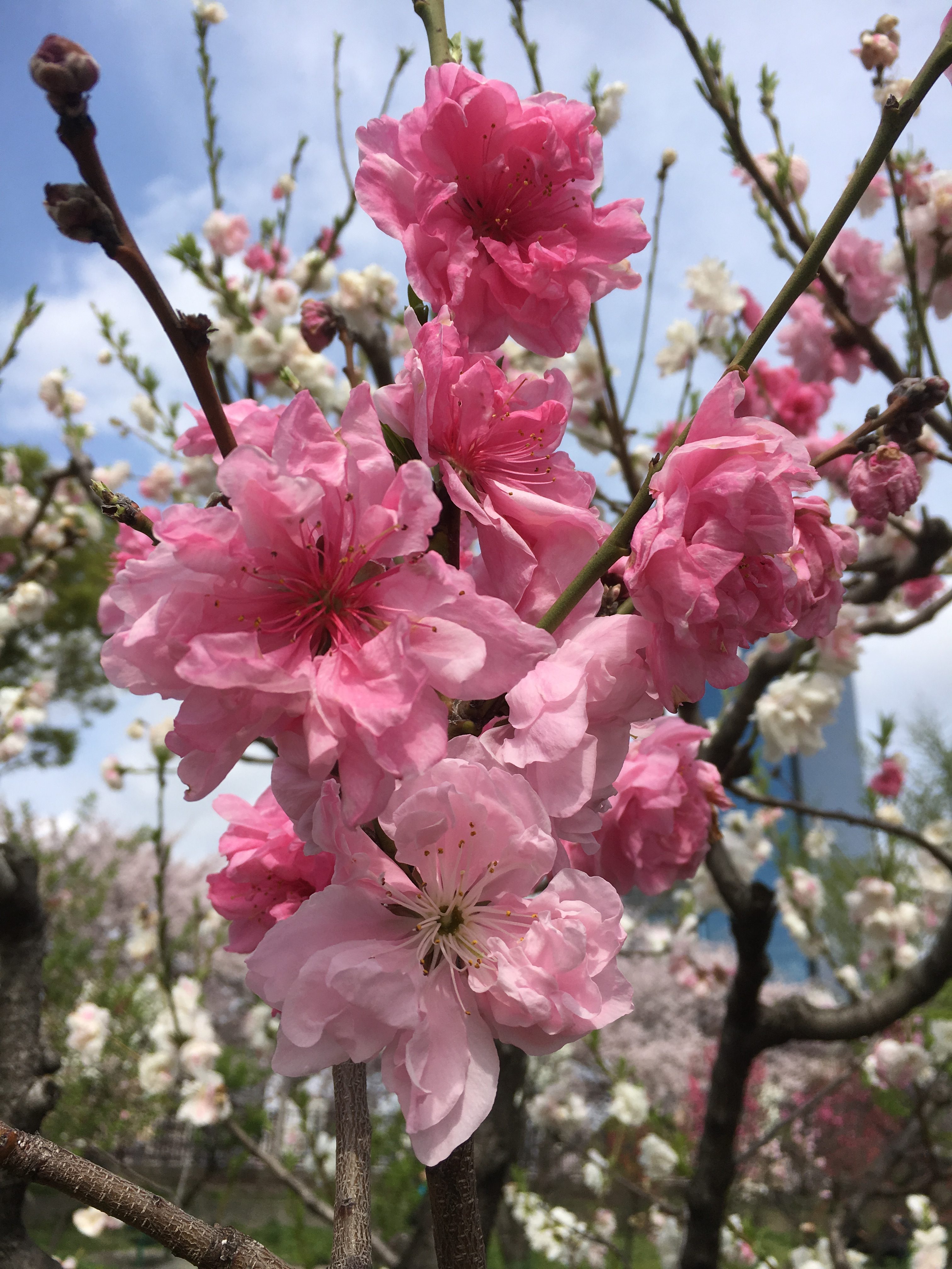 bright pink momo flowers at Osaka Castle Park