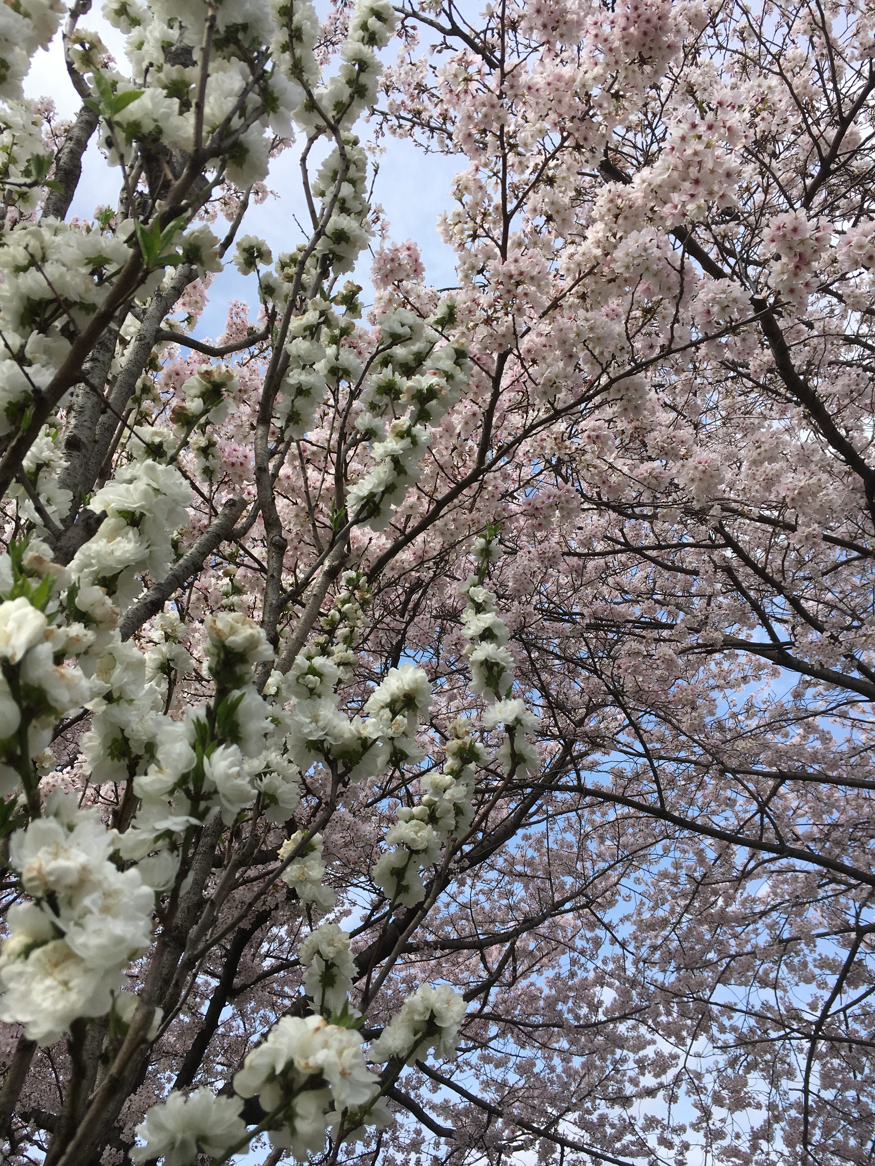 white momo tree and pink sakura tree