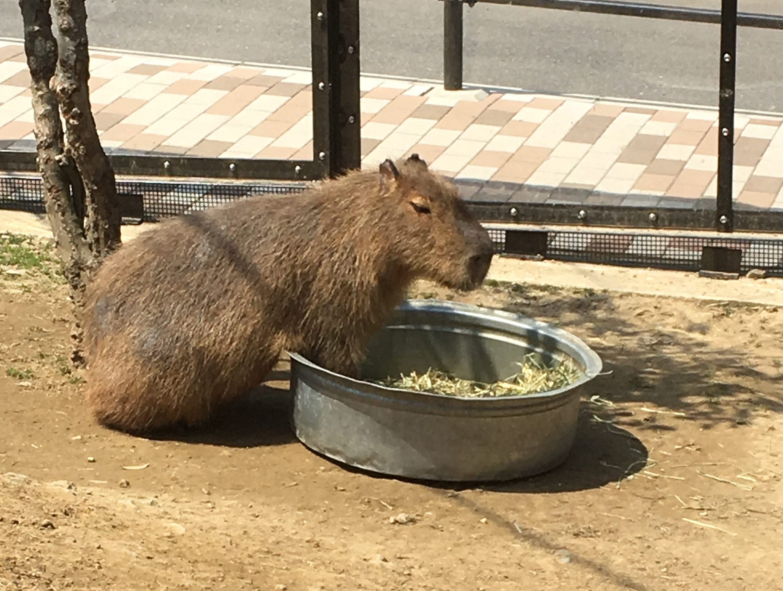 capybara at Harvest Hill