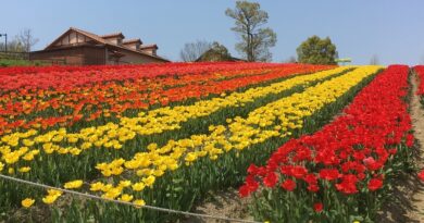 Tulips in Harvest Hill
