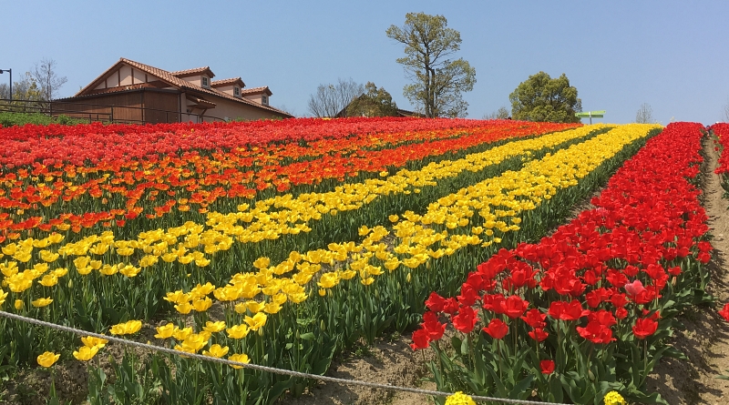 Tulips in Harvest Hill
