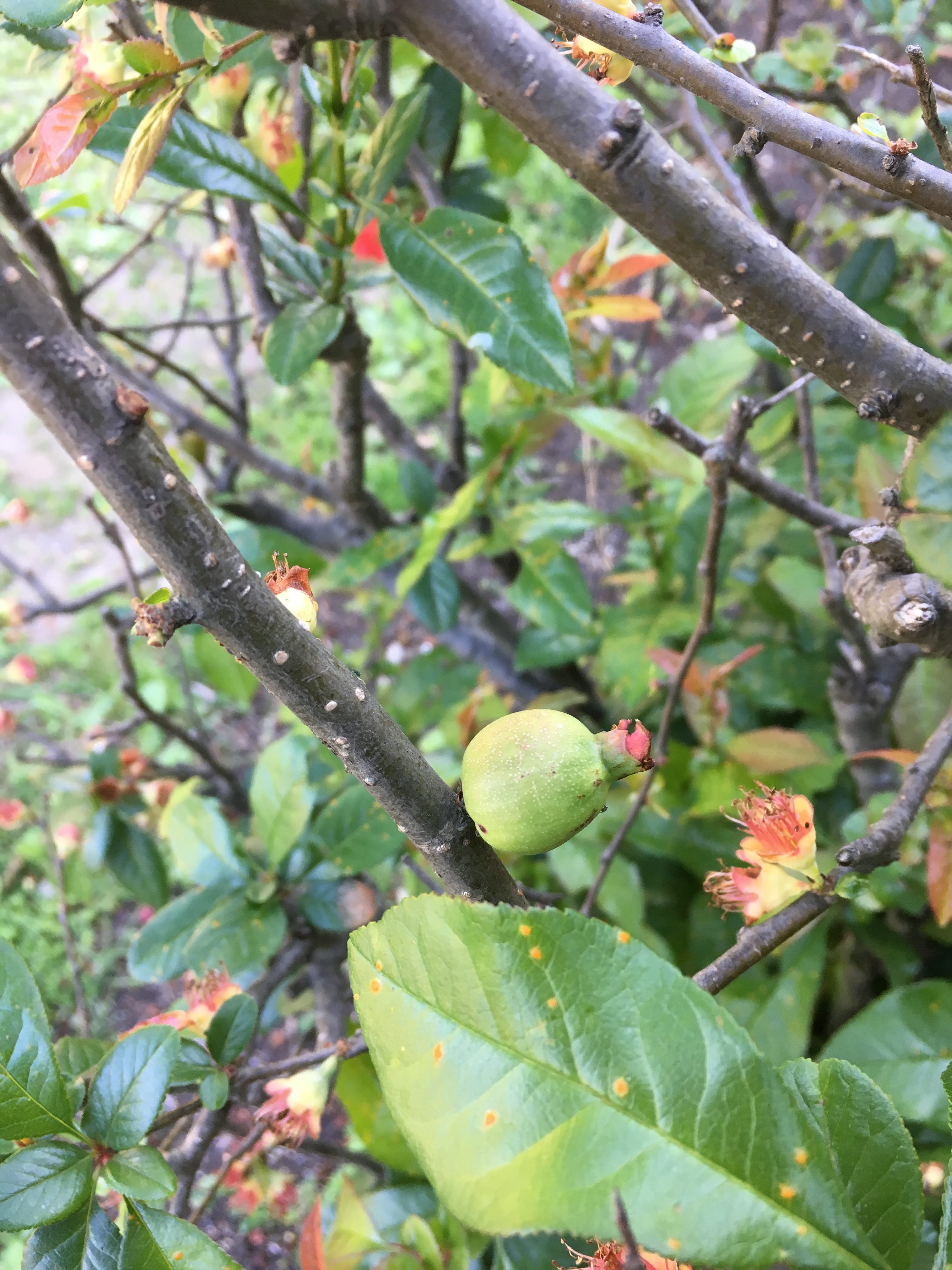 green quince fruit on a boke bush