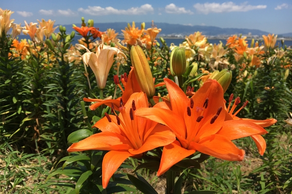 lilies in Maishima Yurien 