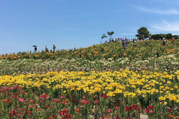 lilies in Maishima Yurien 
