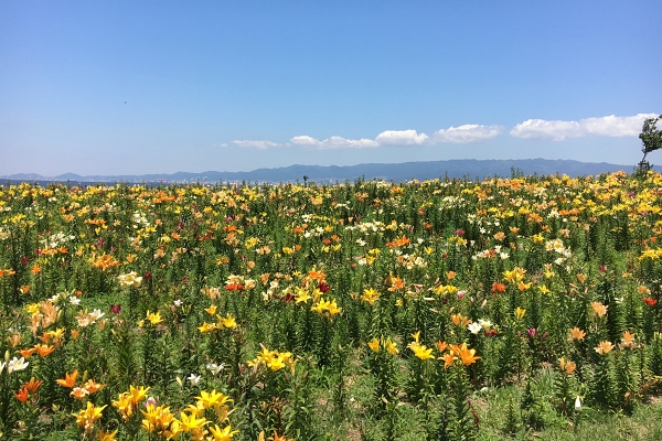 lilies in Maishima Yurien 