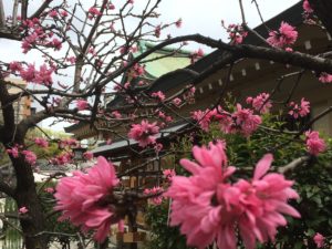 side of Ikutama shrine with pink peach blossoms