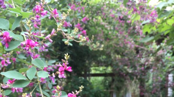 Japanese clover (hagi) in Tokoin