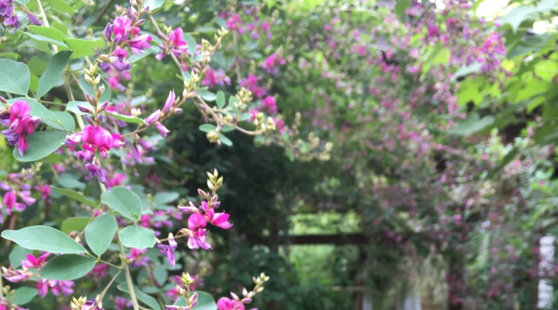 Japanese clover (hagi) in Tokoin