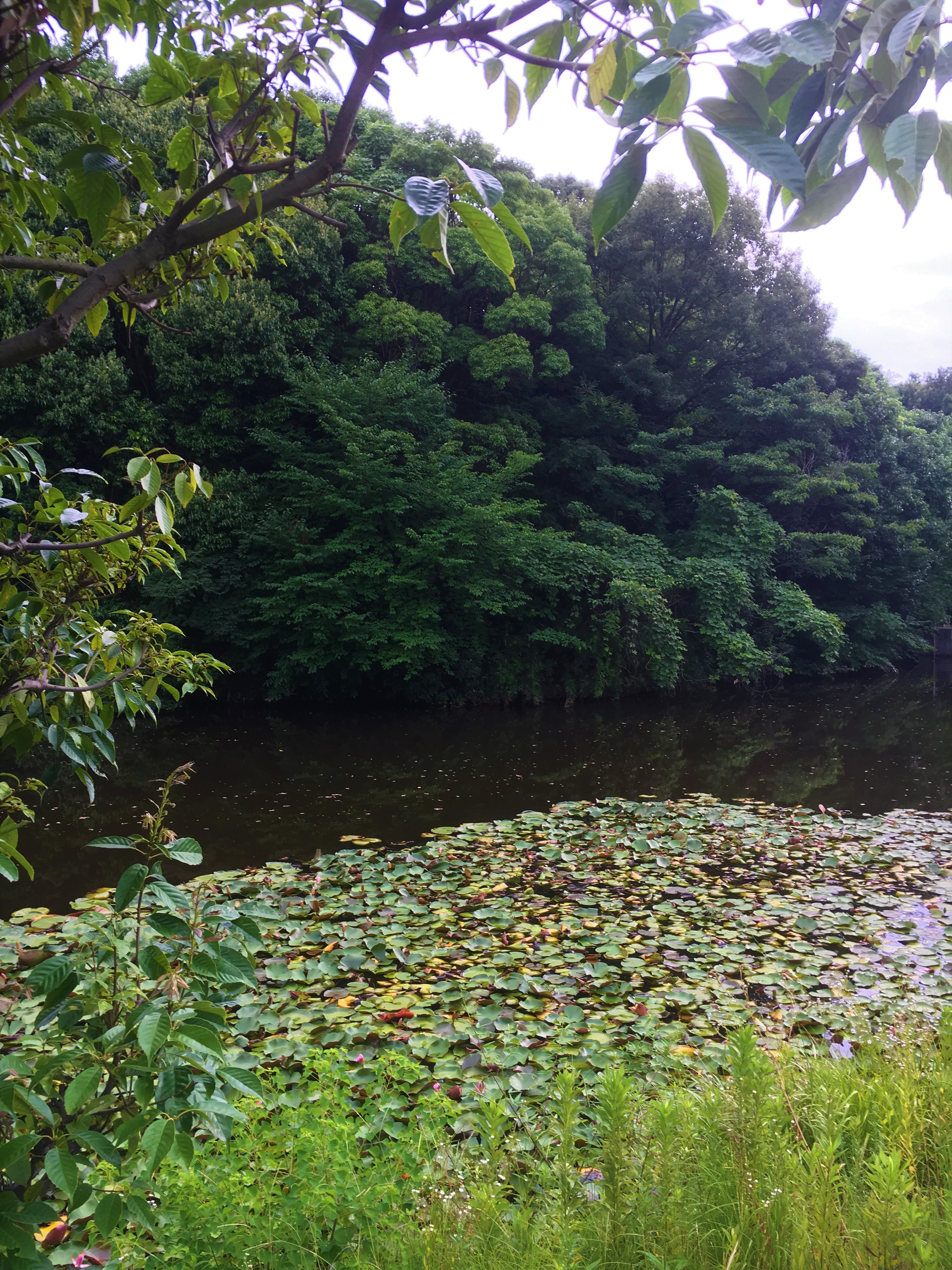 Beautiful Shinoda Forests surrounded by pond