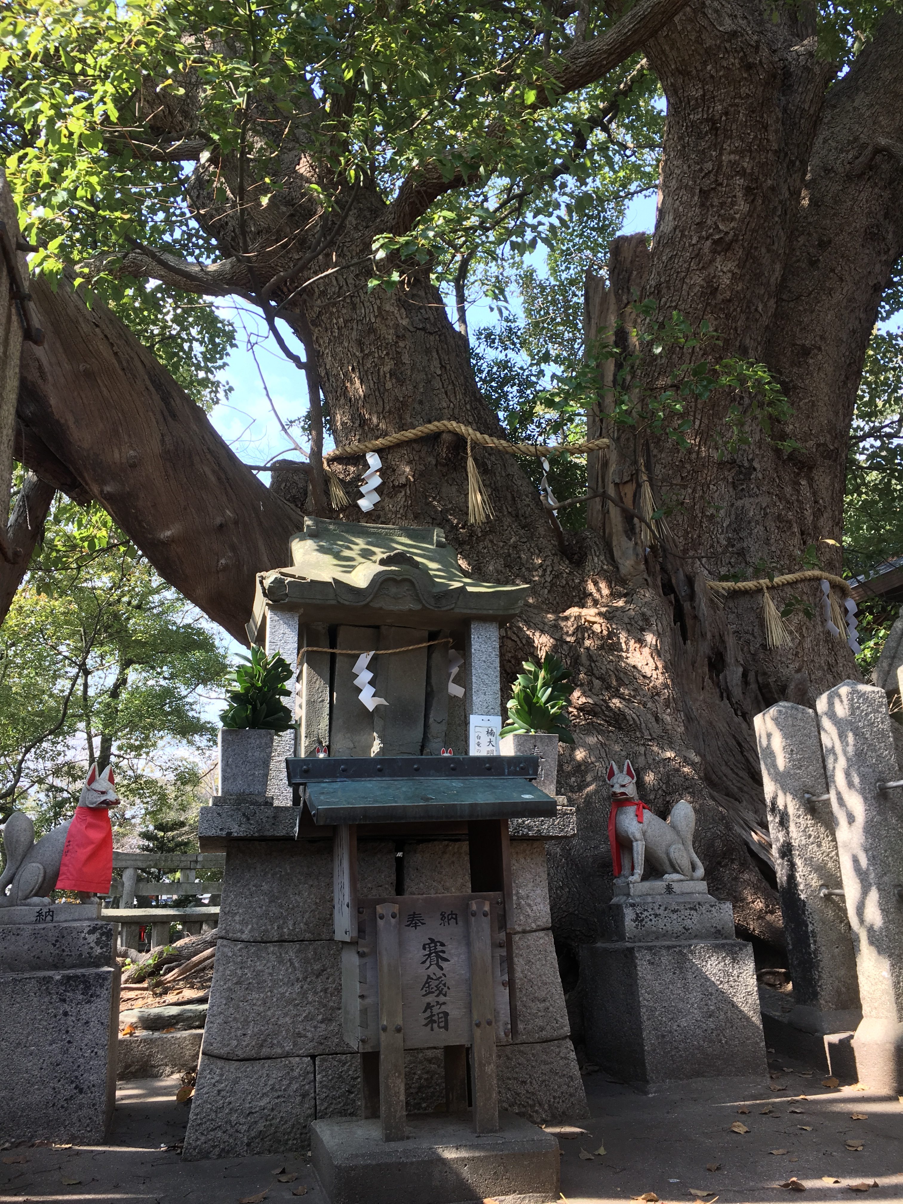 large tree where kuzu no ha appeared