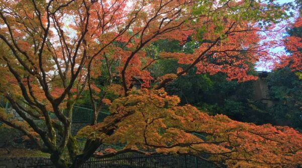 momiji garden in Kitano Tenmangu