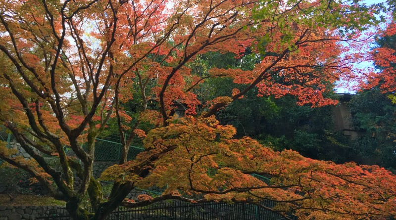 momiji garden in Kitano Tenmangu