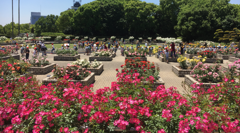 Rose garden in Nagai botanical garden