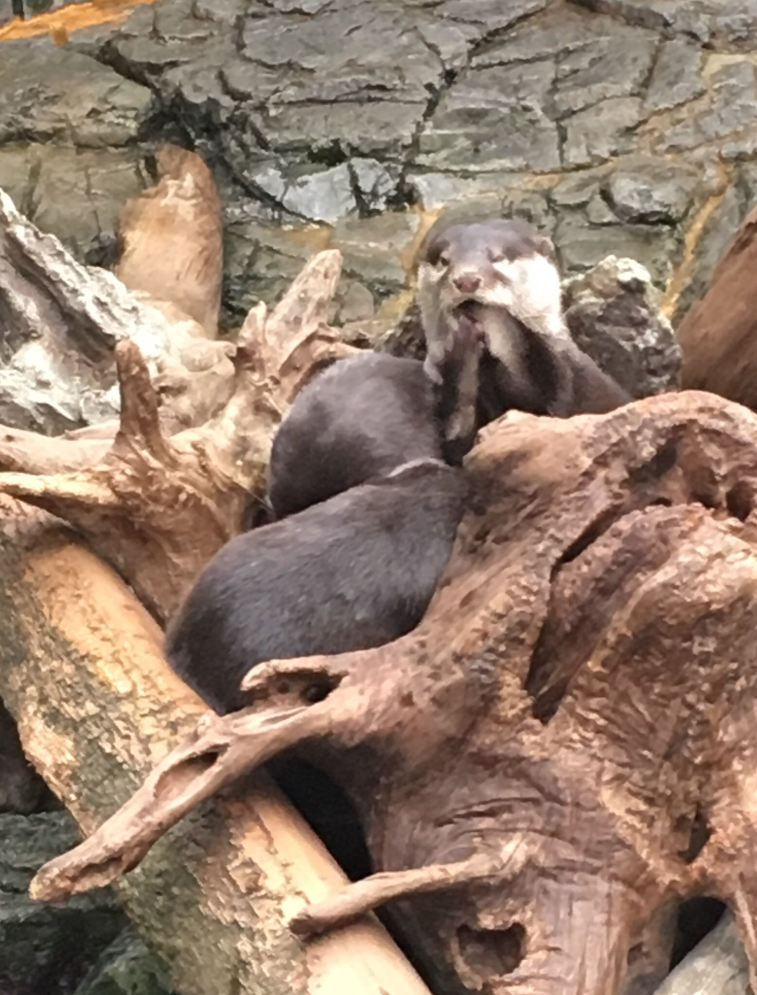 sleek otter eating his own foot on a log