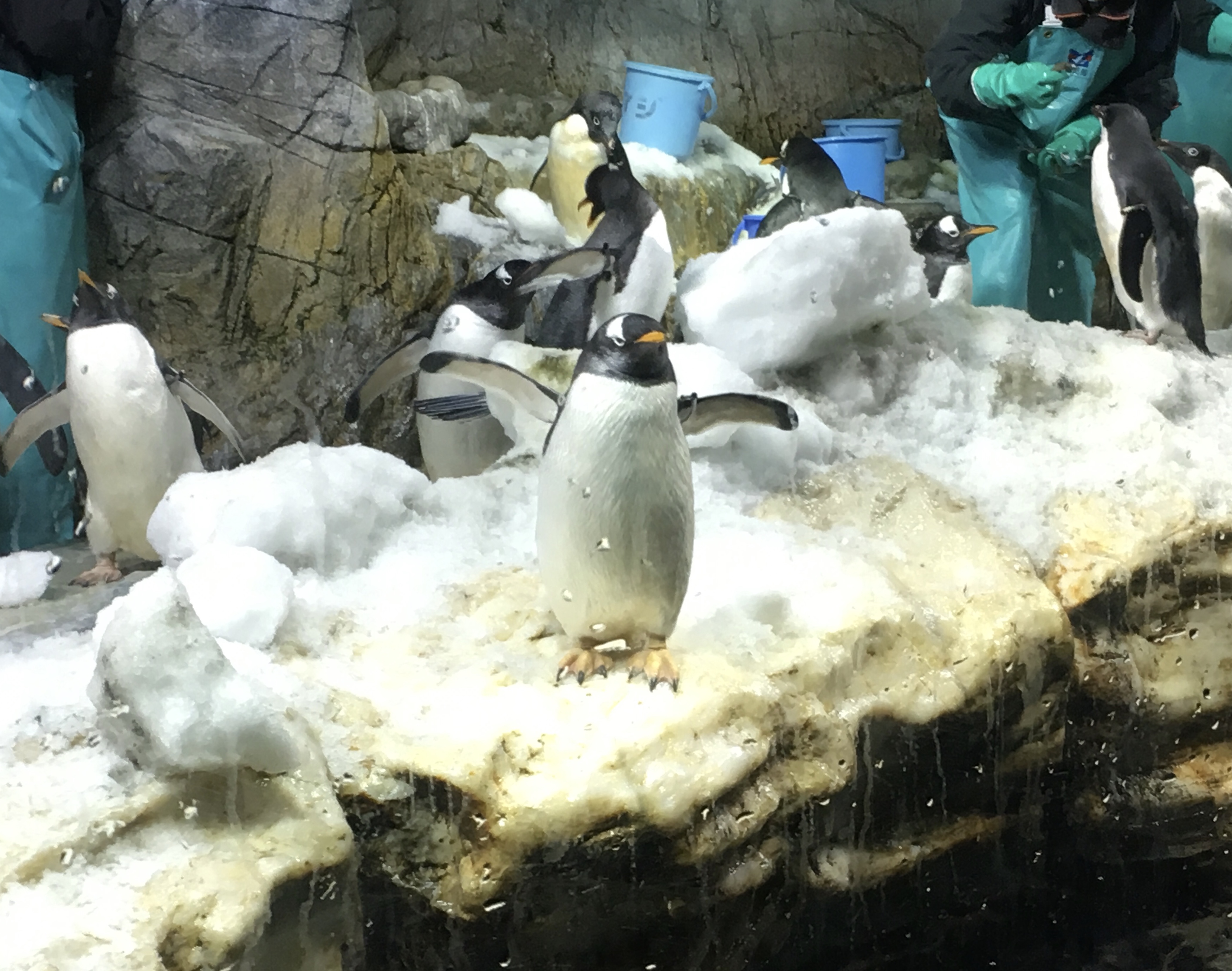 group of penguins in aquarium being fed and one in the center stealing the crowds attention