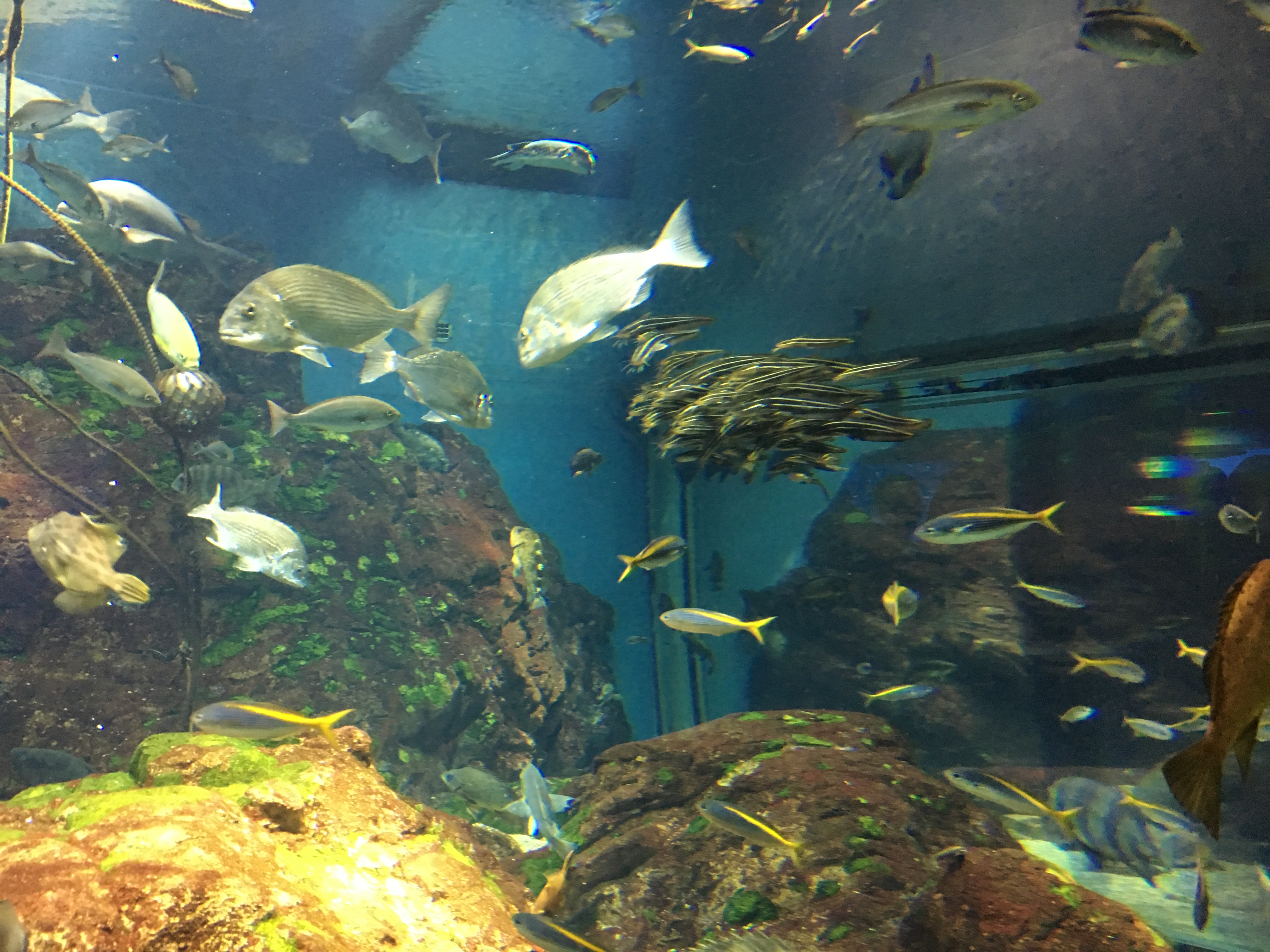 large aquarium tank filled with fish and coral