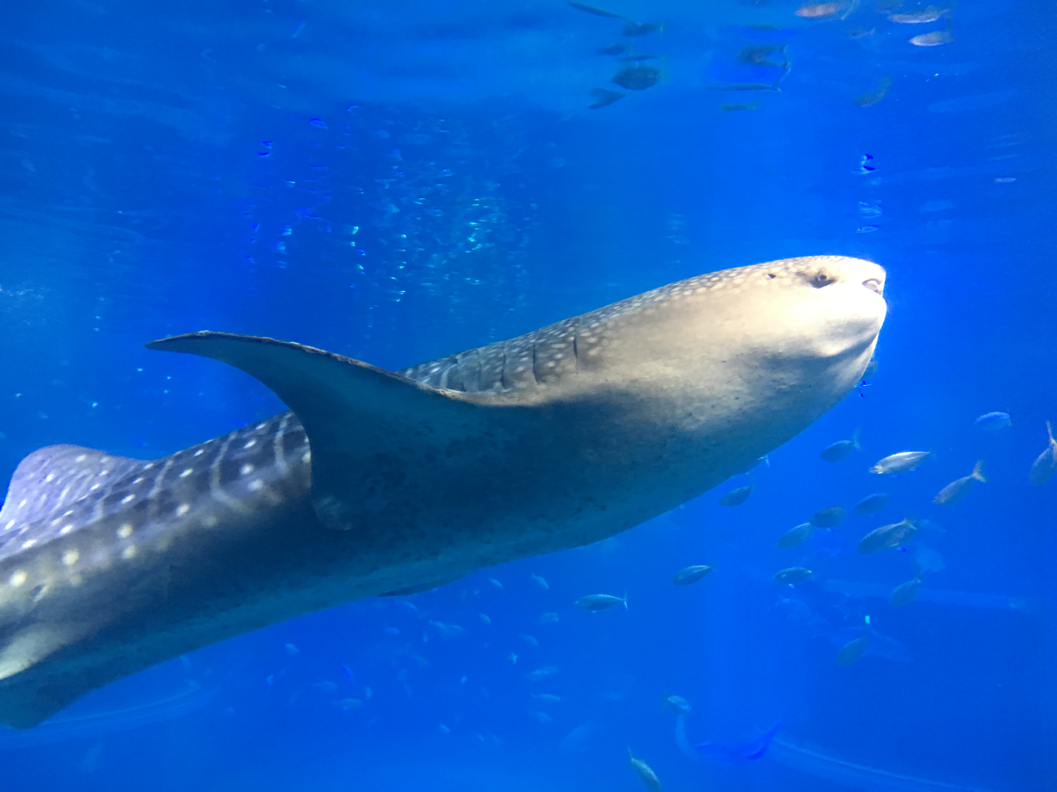 close up of a giant whale shark 