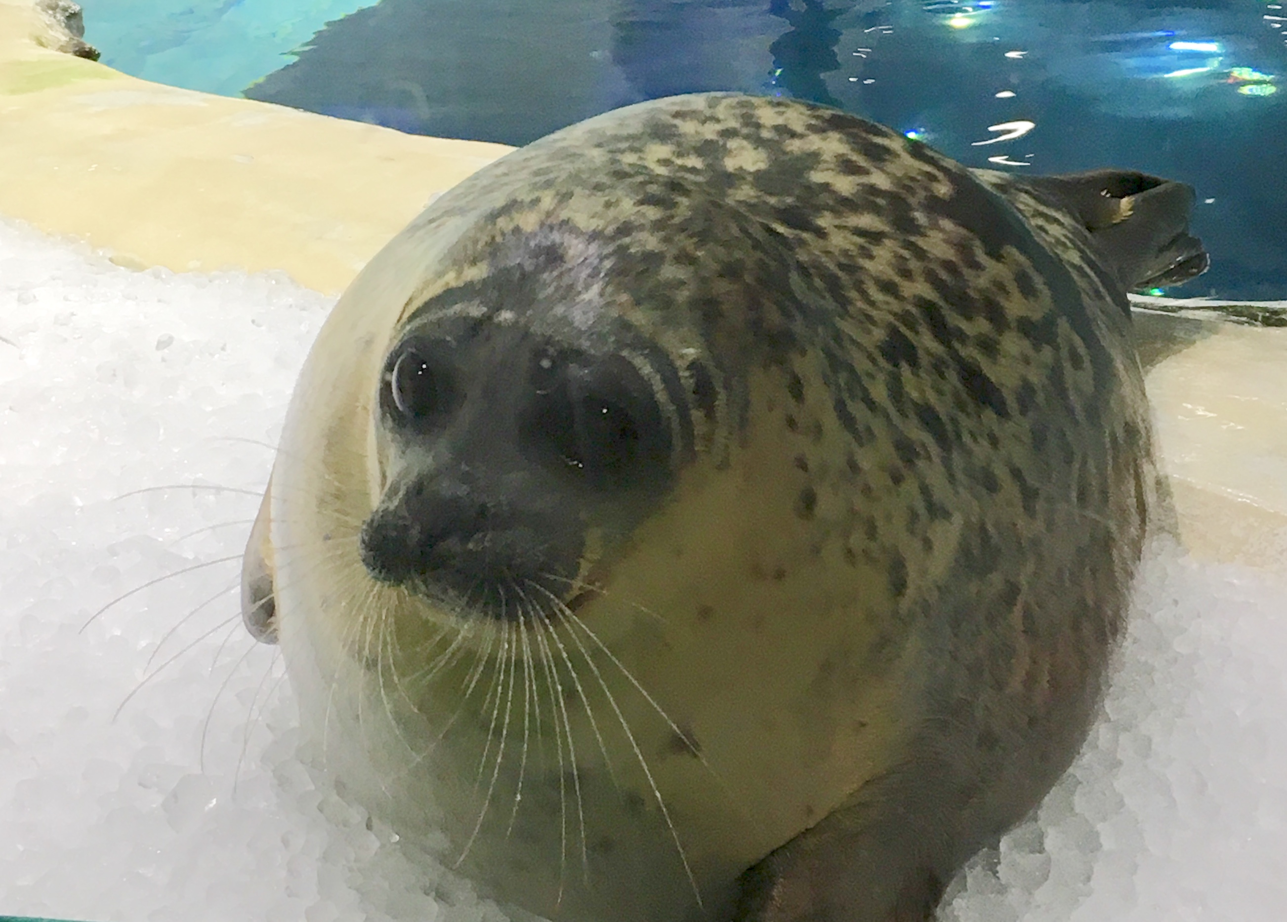 close up of a harbor seal looking inventively and pleadingly on icy surface 