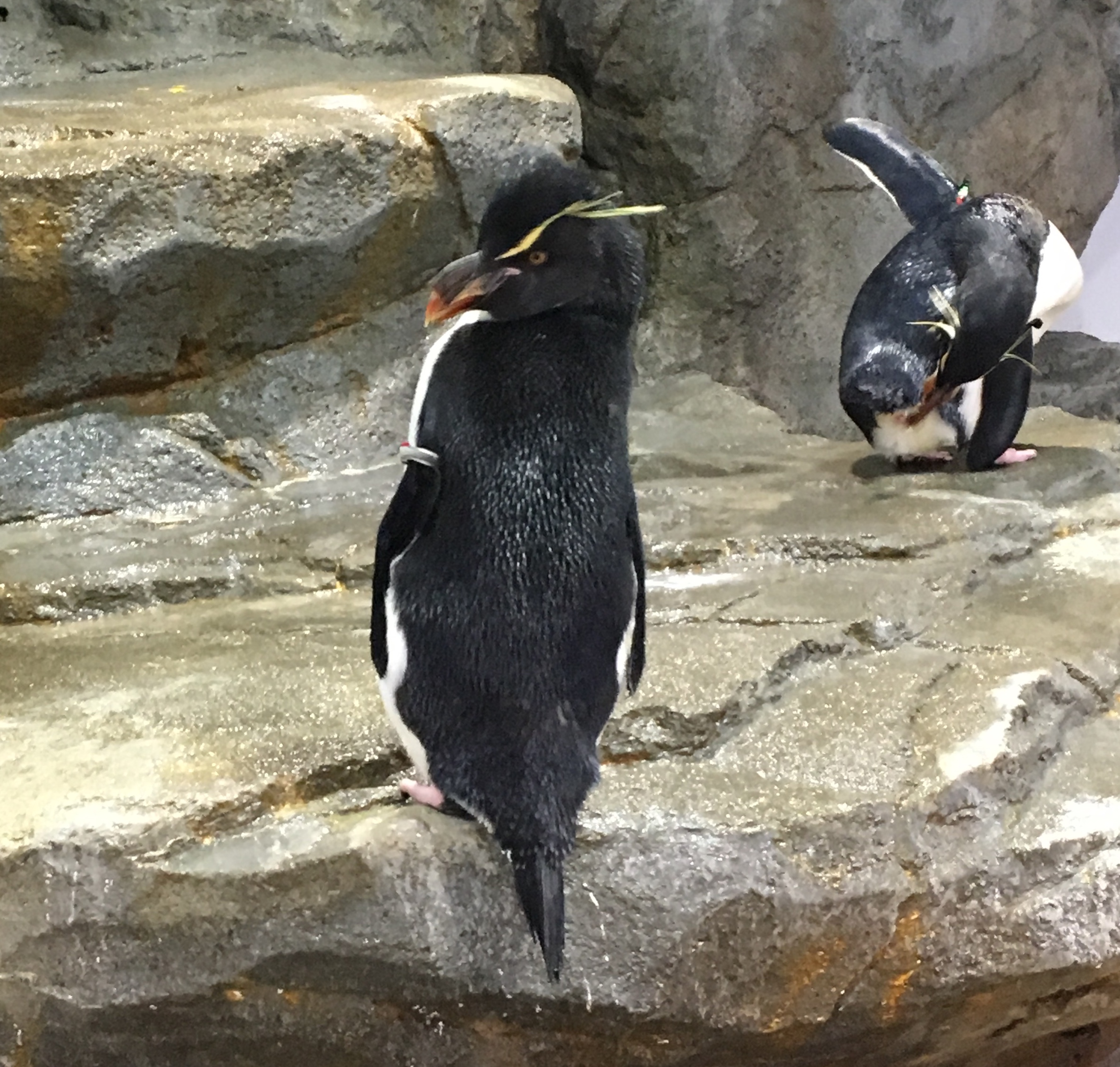 rock penguin looking back on crowd of onlookers from his perch