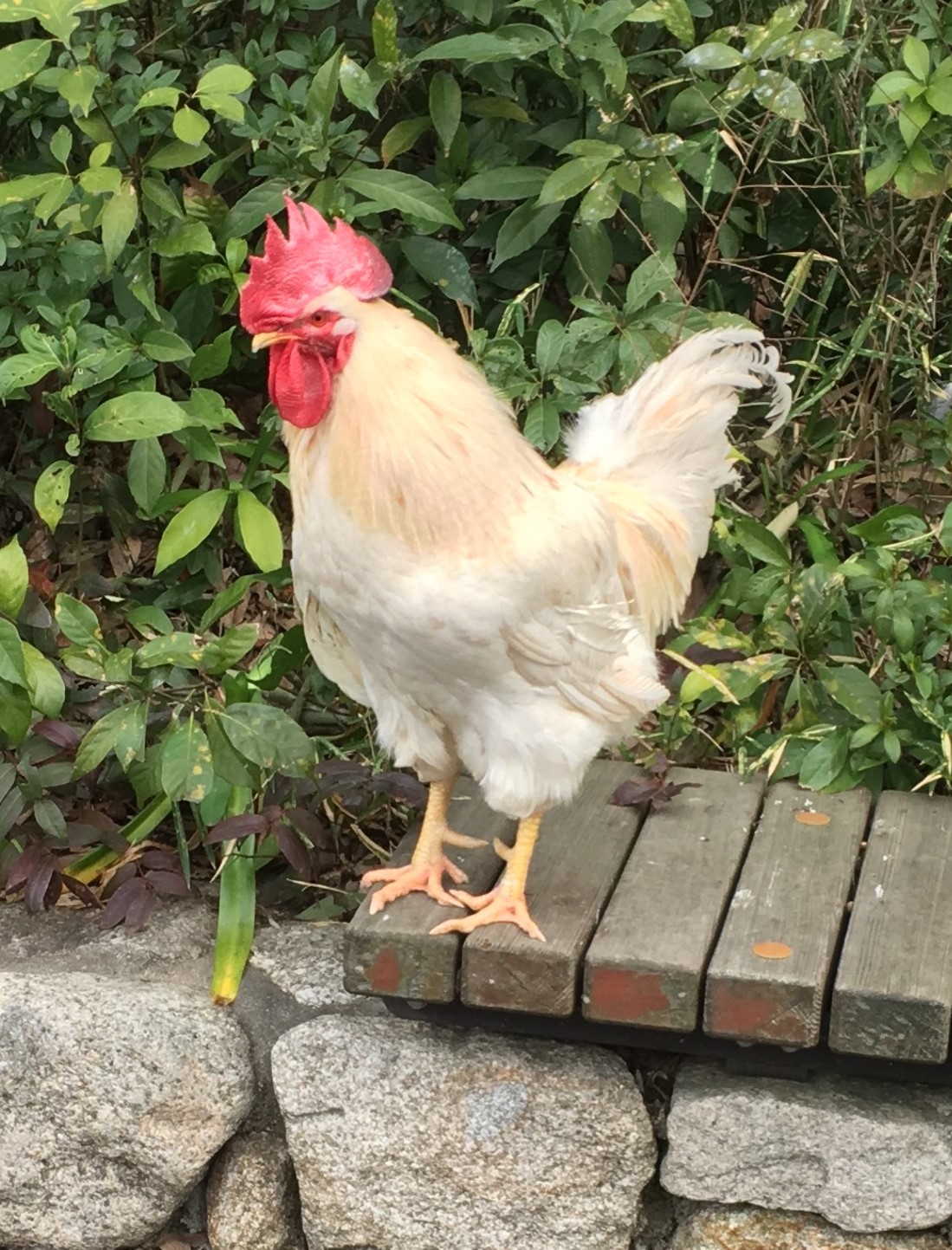 white farm chicken on a wooden bench in front of a bush