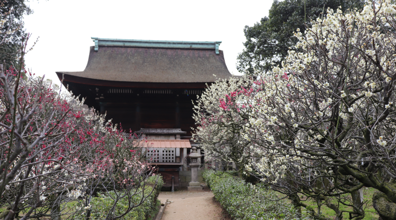 Domyoji Tenmangu Shrine and plum garden