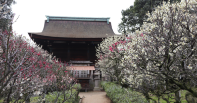 道明寺天満宮の梅園