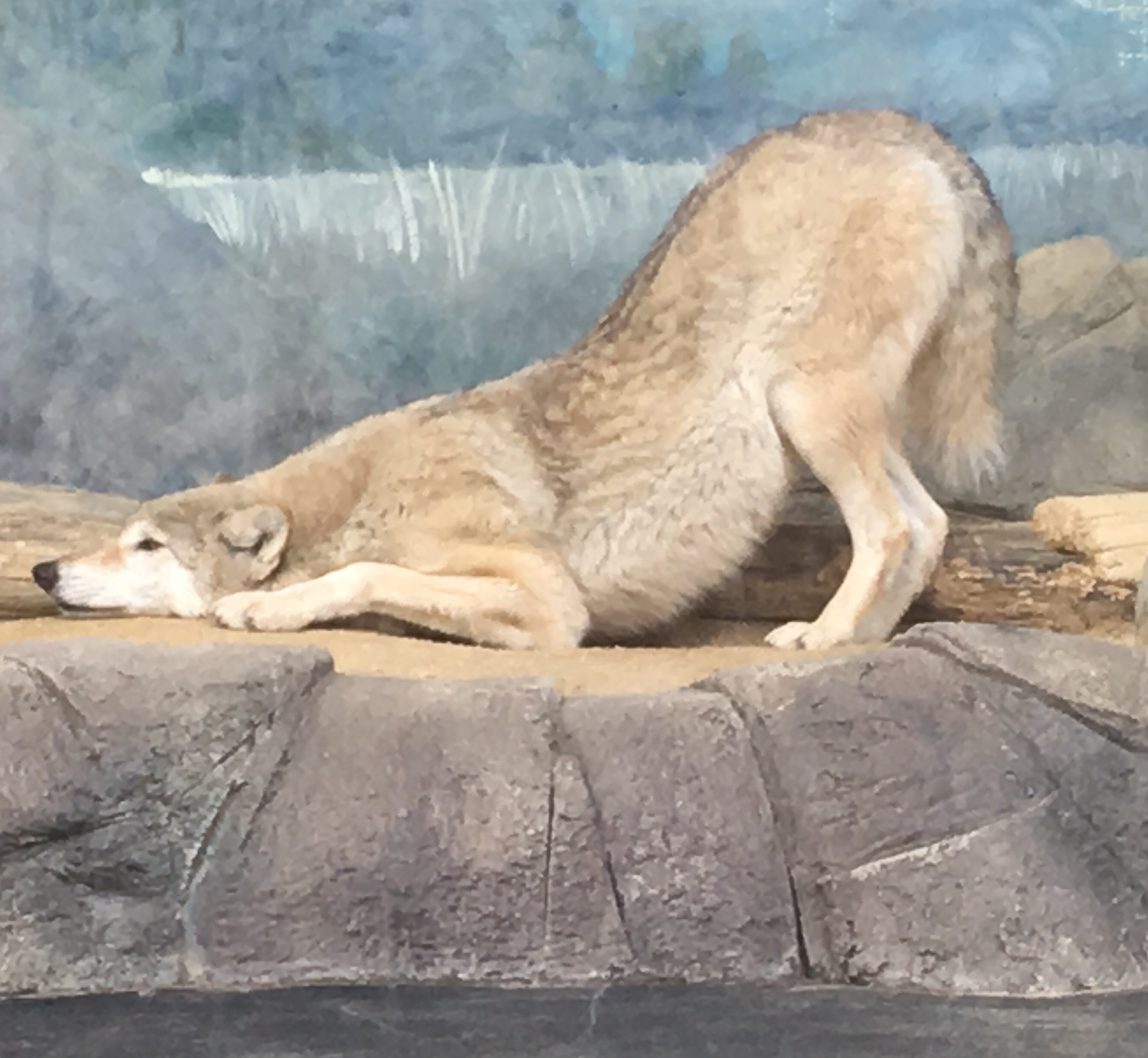 Japanese wolf stretching on rock 
