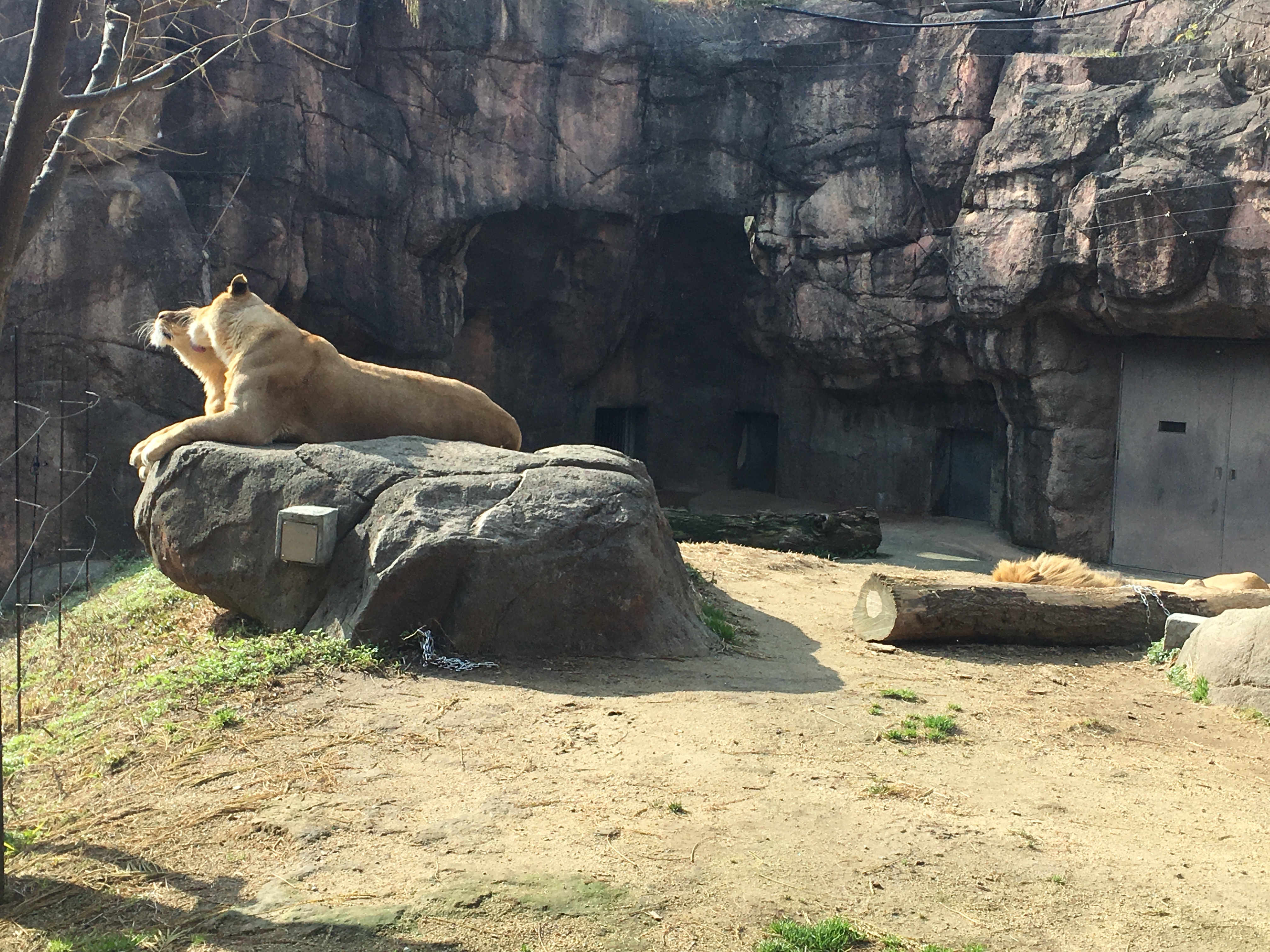 females lions grooming and a sleeping male in natural enclosure in Tennoji Zoo