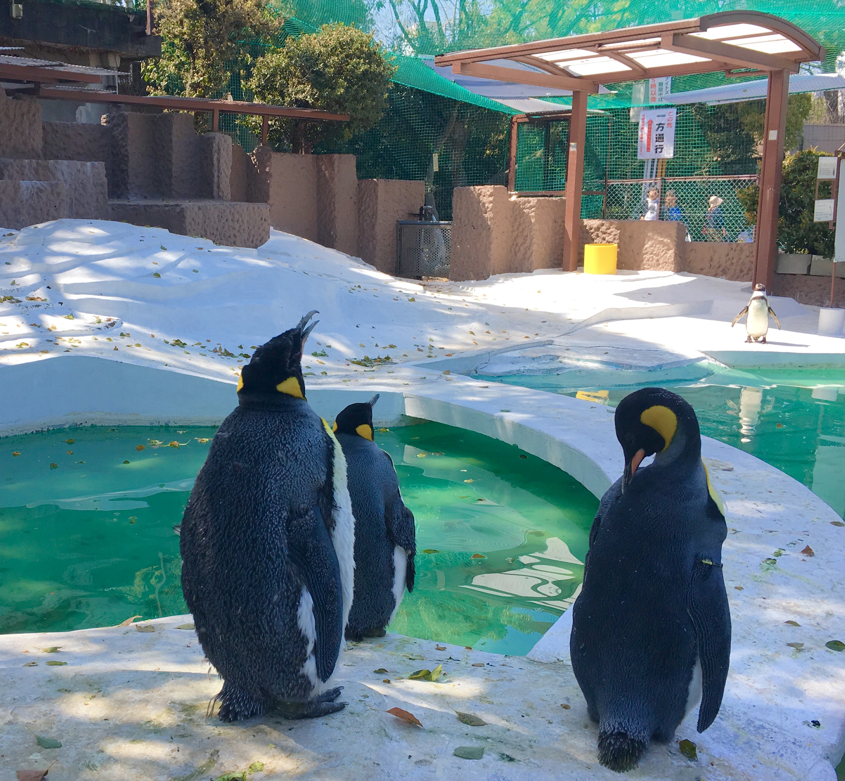 three emperor penguins sitting in their enclosure at Tennoji Zoo