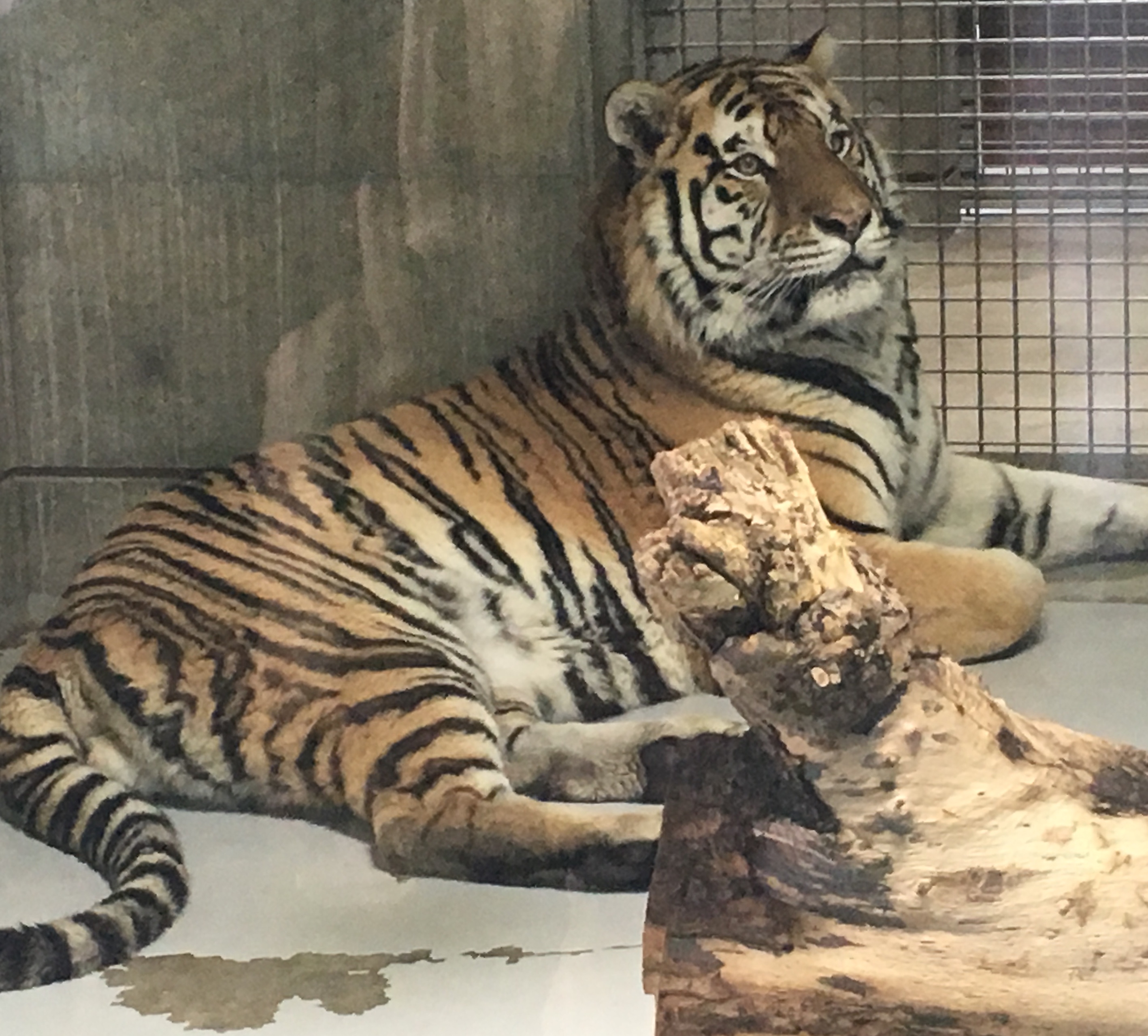 Tiger in caged enclosure at Tennoji Zoo