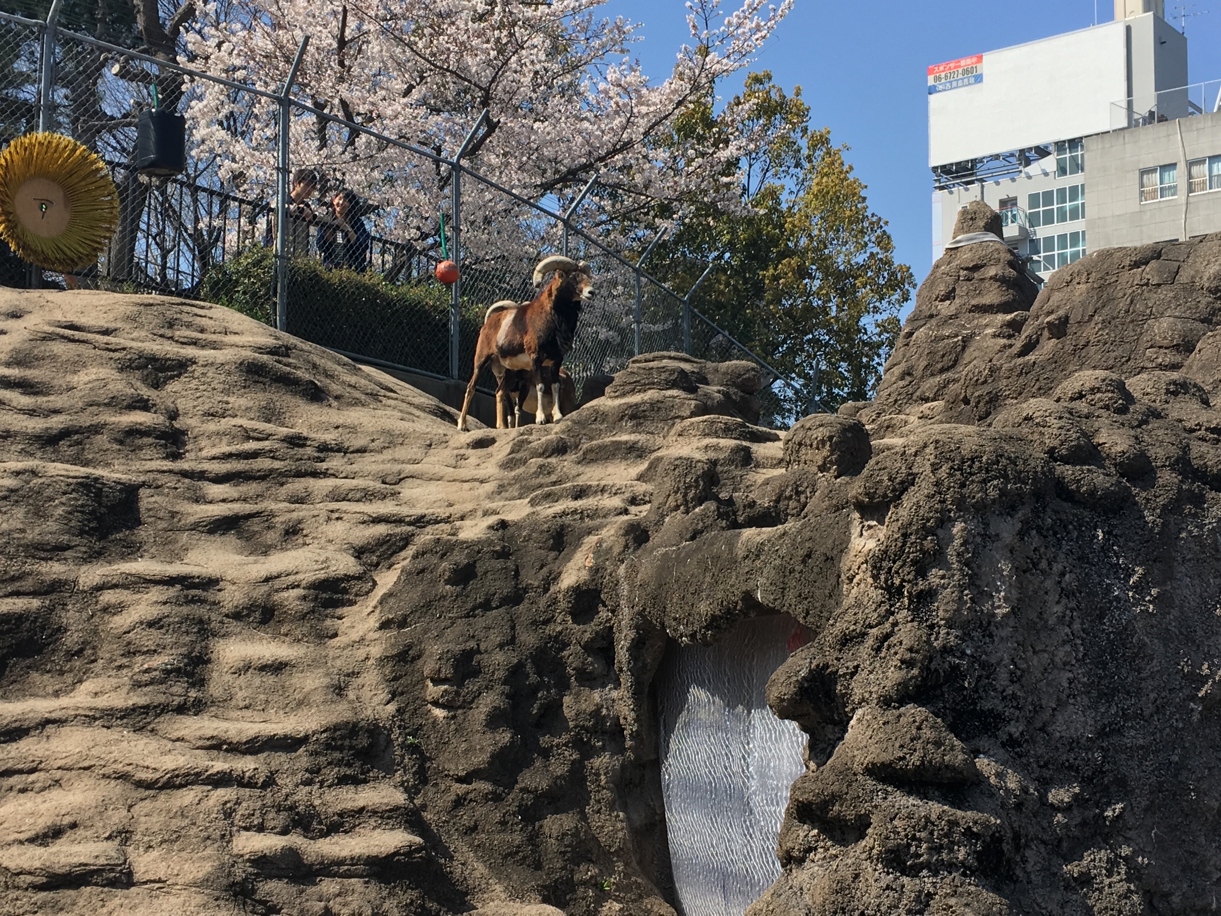ram standing on top of rock like mass with cherry blossoms in background