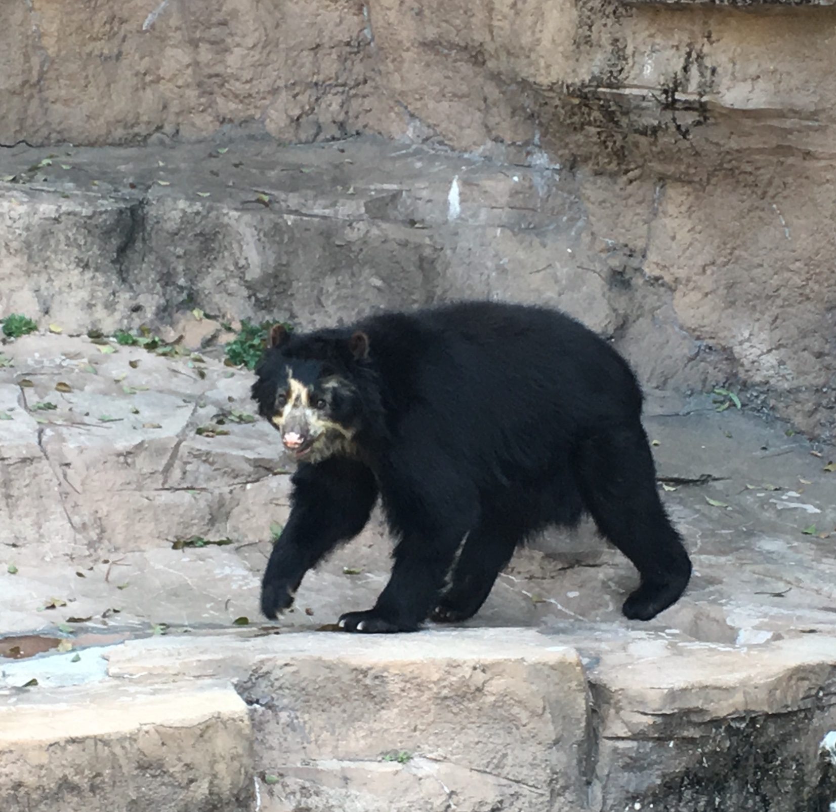 black bear in rocky enclosure at Tennoji Zoo