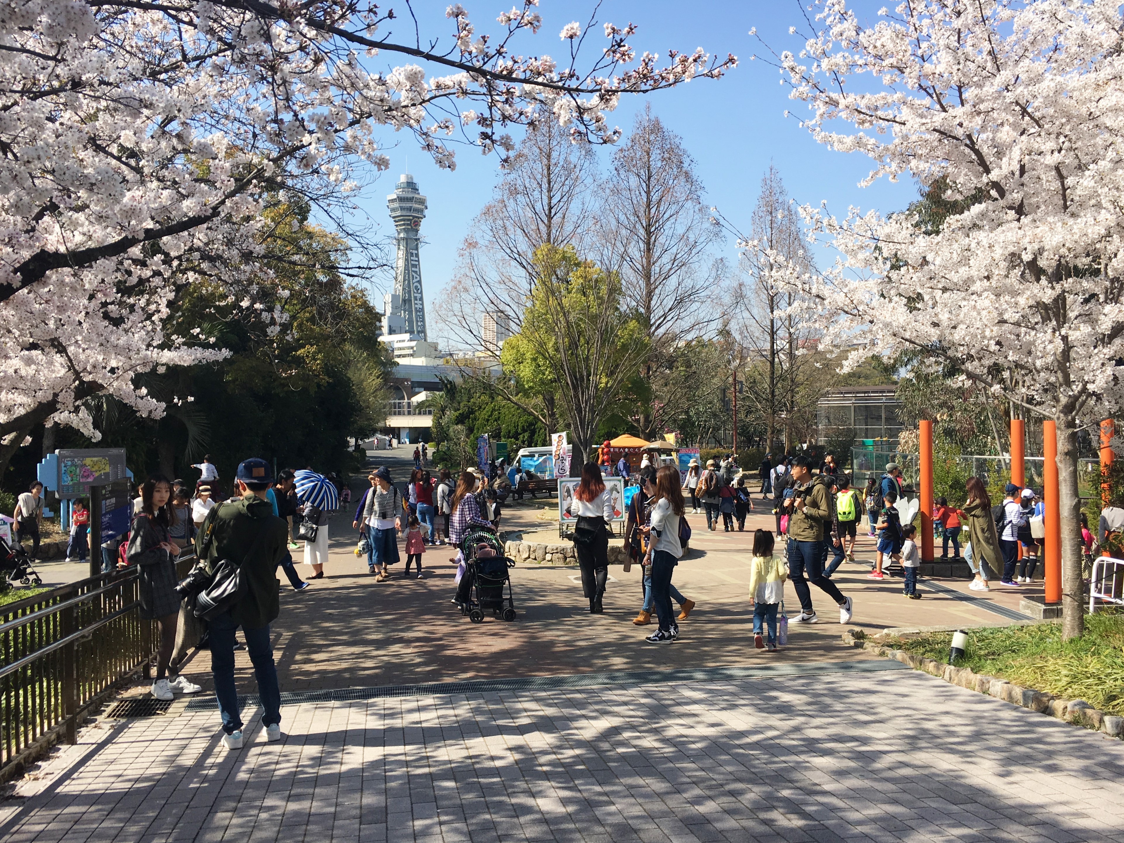 Japanese cherry blossoms at Tennoji Zoo and Tsutenkaku in background