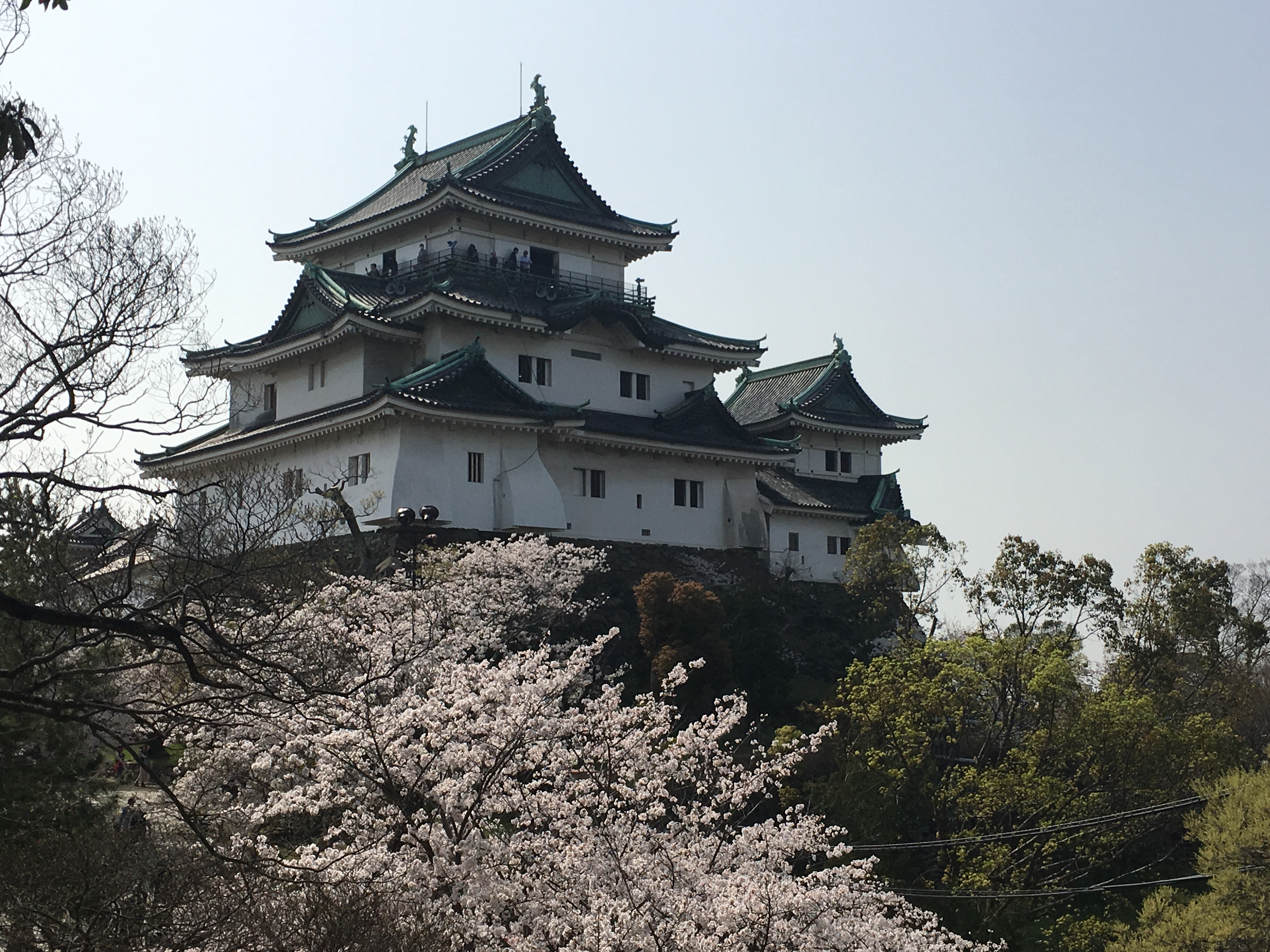 wakayama castle surrounded by blooming sakura 