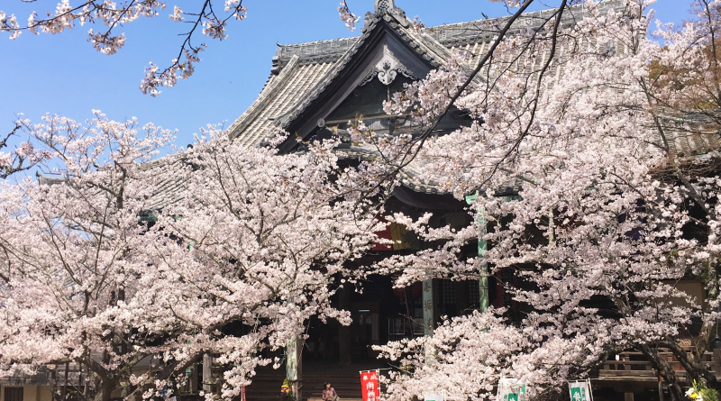 The hondo of Kimiidera Temple covered with sakura flowers