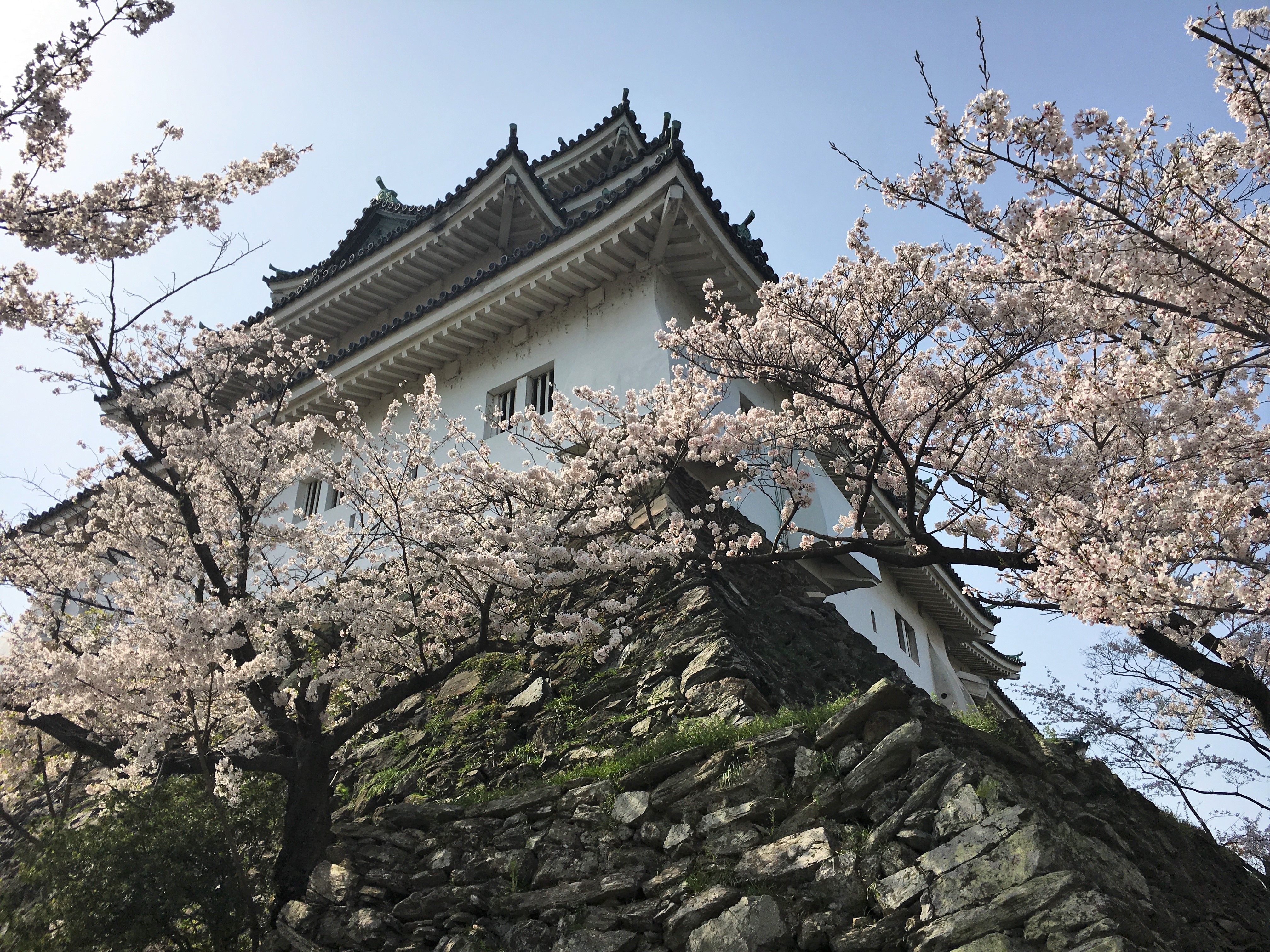 Wakayama Castle surrounded by cherry blossoms 